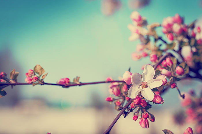 BARIŞ VE DOSTLUK BAYRAMI NEVRUZ KUTLU OLSUN